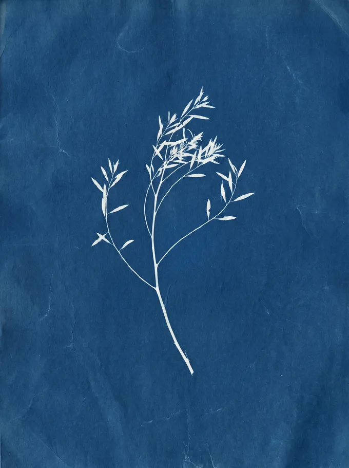 Cyanotype plant specimen — EasyZ Specimen No. 01